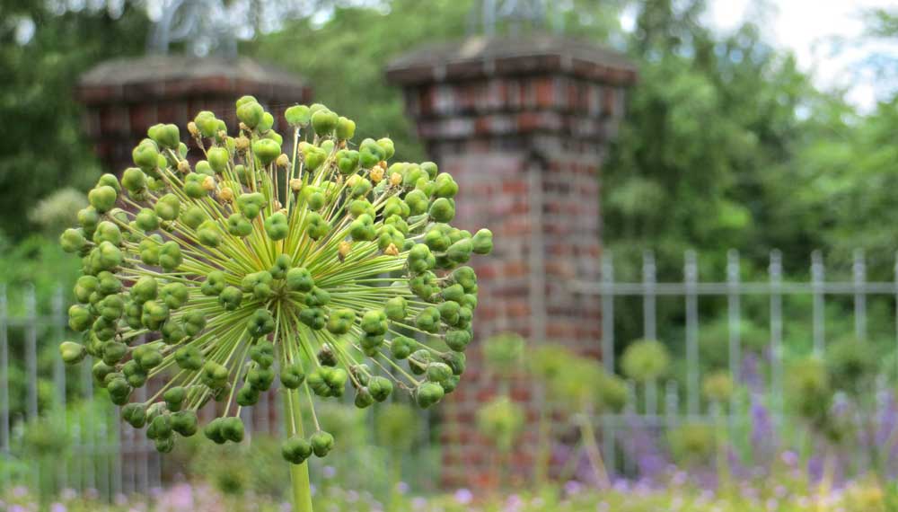 uitgebloeide allium met op de achtergrond een historisch tuinhek